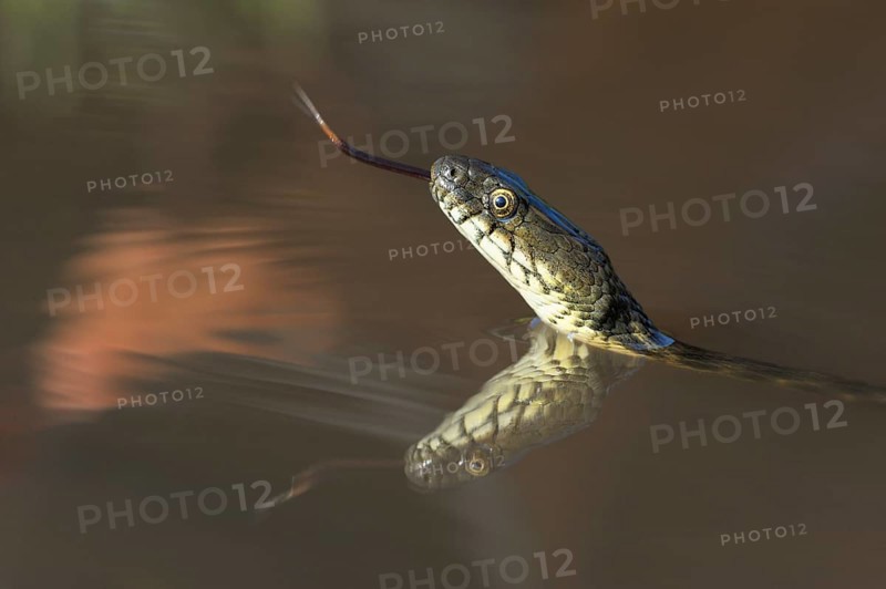 Dice Snake (Natrix tessellata)
