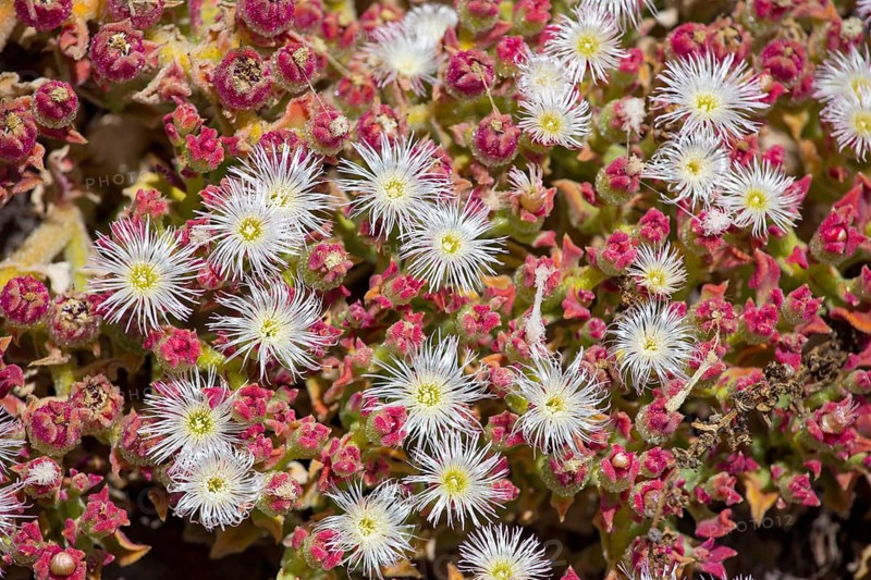 Ice Plant or Crystalline Iceplant (Mesembryanthemum crystallinum)