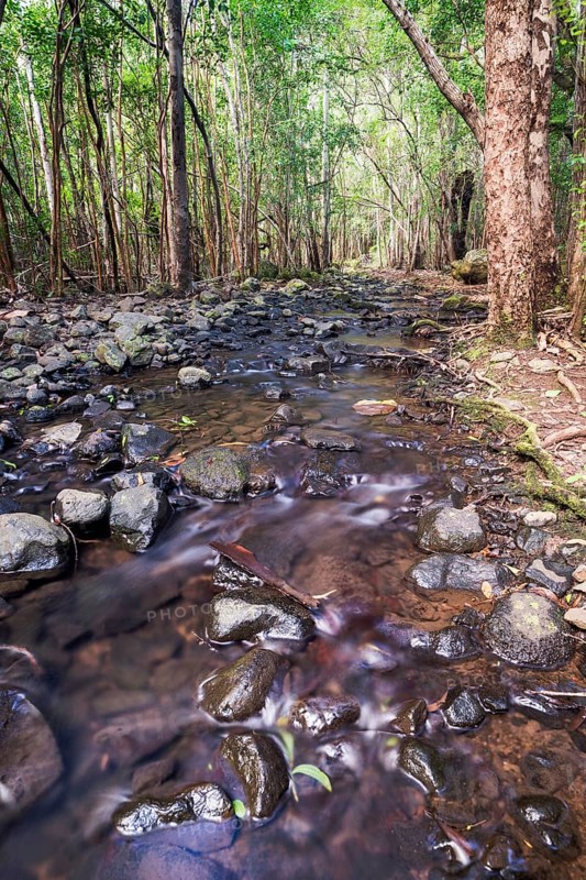Creek in the forest