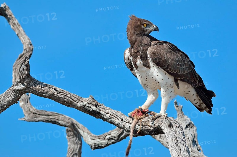 Martial Eagle (Polemaetus bellicosus)