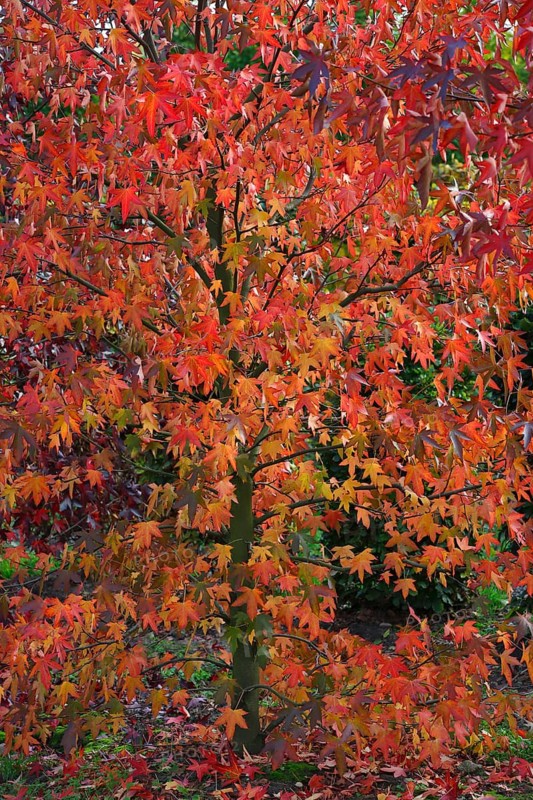 American sweetgum (Liquidambar styraciflua) in autumn colors