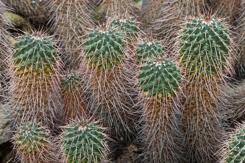 Cacti (Mammillaria compressa)