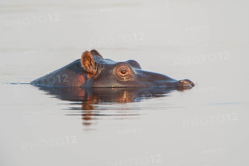 Hippopotamus (Hippopotamus amphibius)