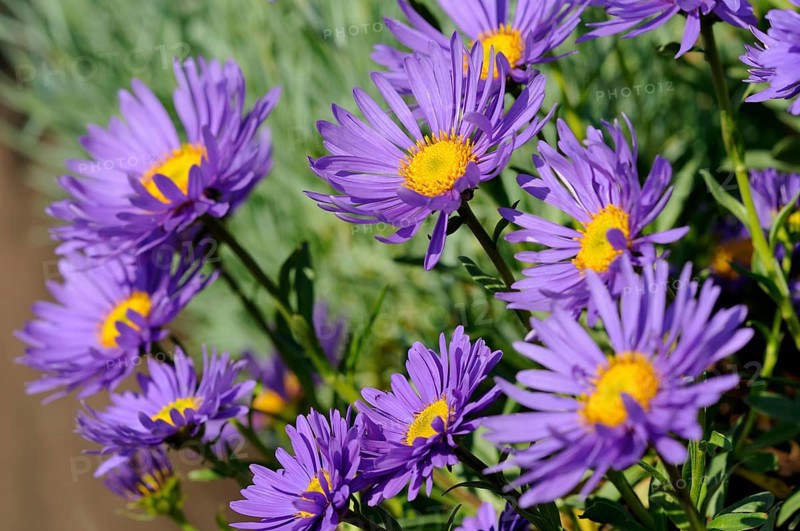 Alpine aster (Aster alpinus)