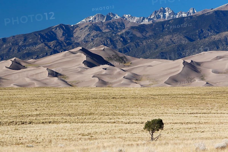 Single tree