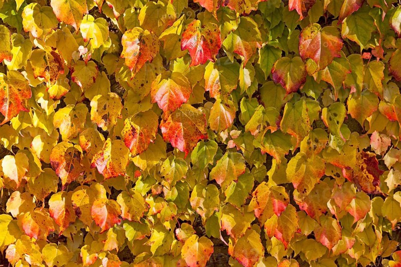 Grape Vine (Vitis vinifera subsp. Sylvestris)