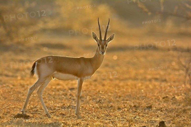 Indian Gazelle or Chinkara (Gazella bennettii) in the dry bush forests of Thar Desert