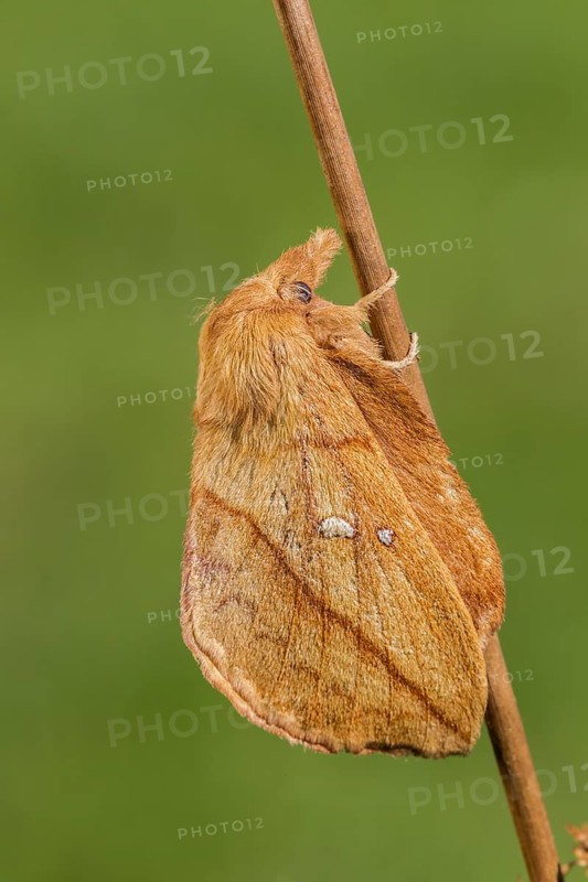 The Drinker moth (Euthrix potatoria)