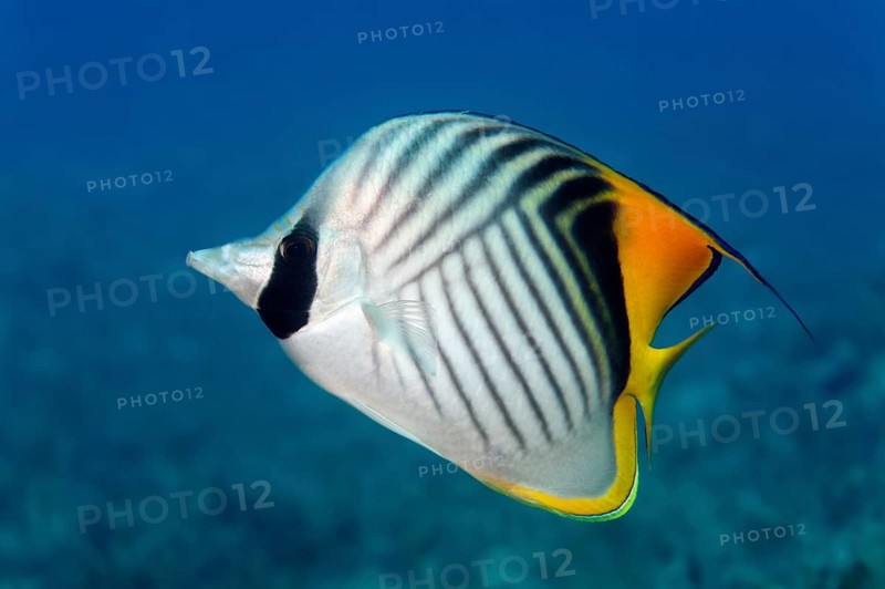 Threadfin butterflyfish (Chaetodon auriga)