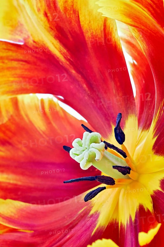 Parrot Tulip (Tulipa)