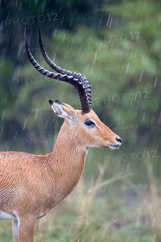 Impala (Aepyceros melampus)