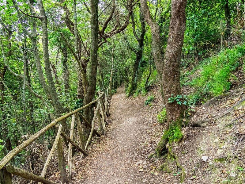 Path in the woods