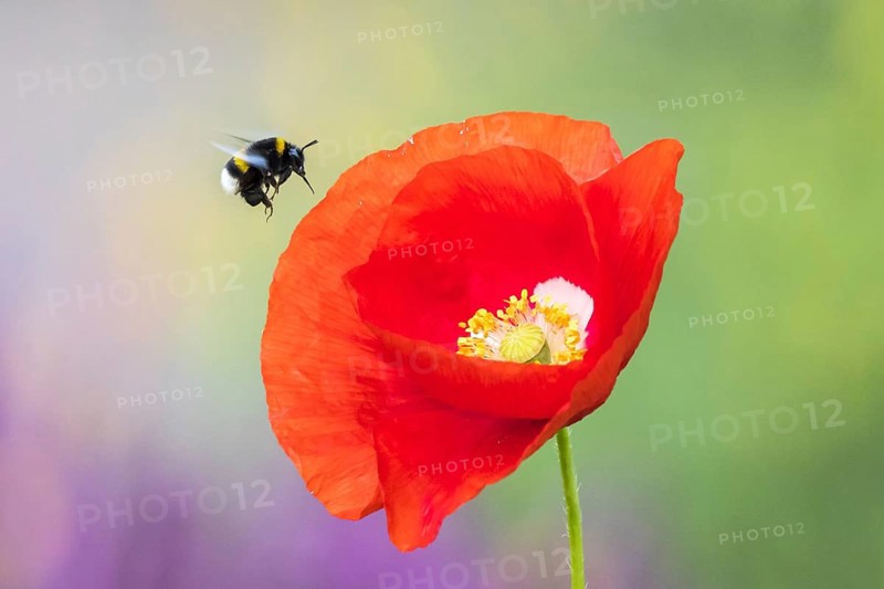 Garden bumblebee (Bombus hortorum) flies Corn poppy (Papaver rhoeas) to Hesse