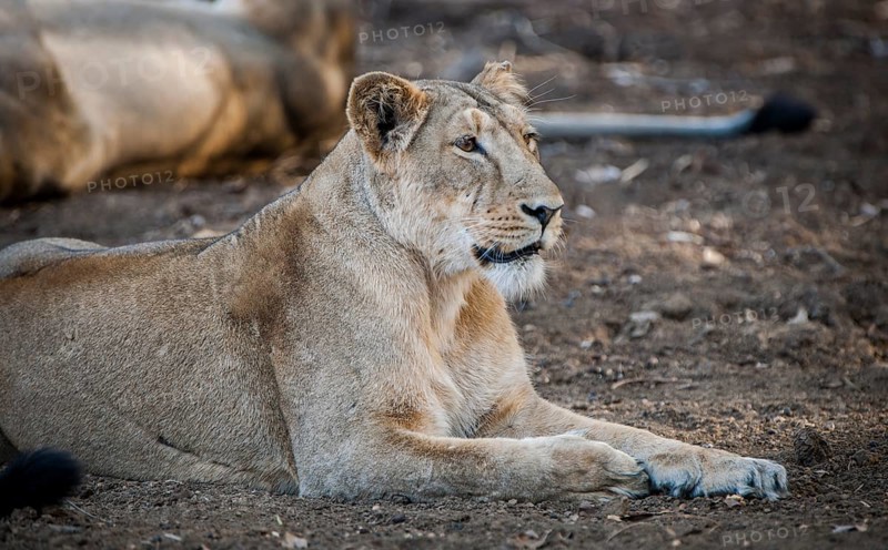 Asiatic lion (Panthera leo persica)