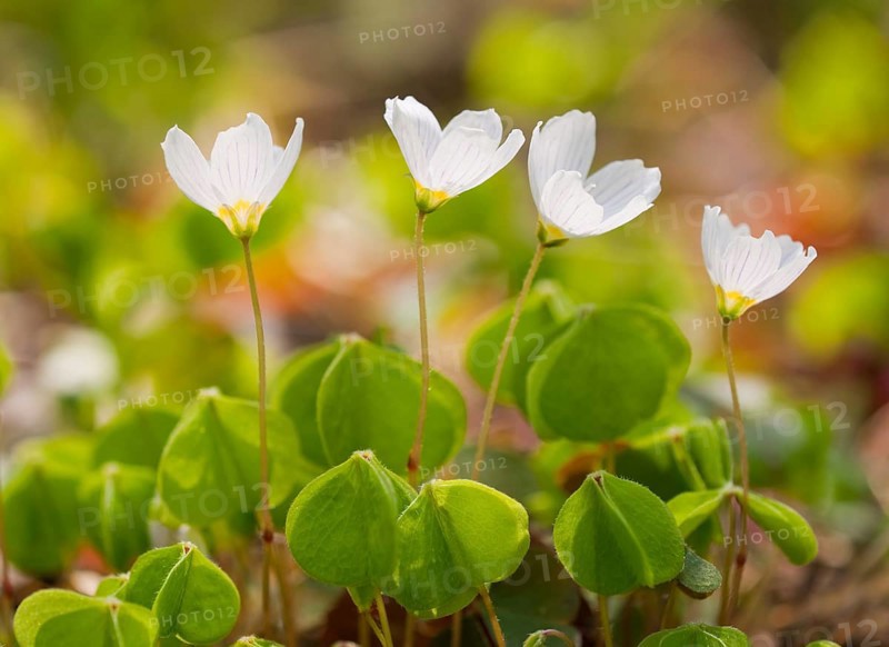 Wood Sorrel (Oxalis acetosella)