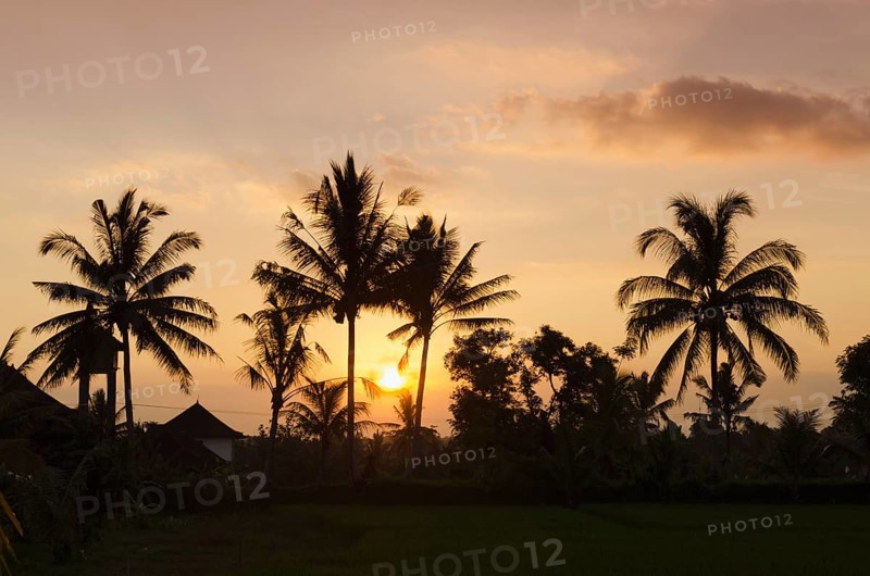 Sunset behind coconut trees