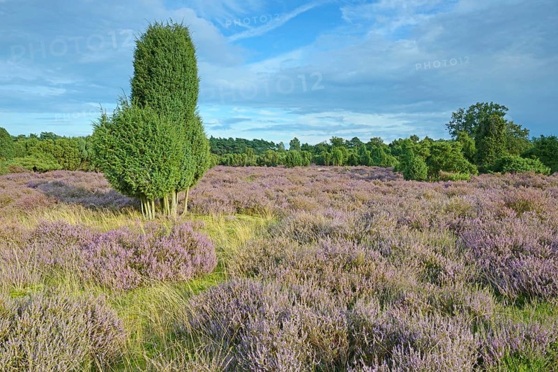 Heather in bloom in a juniper grove