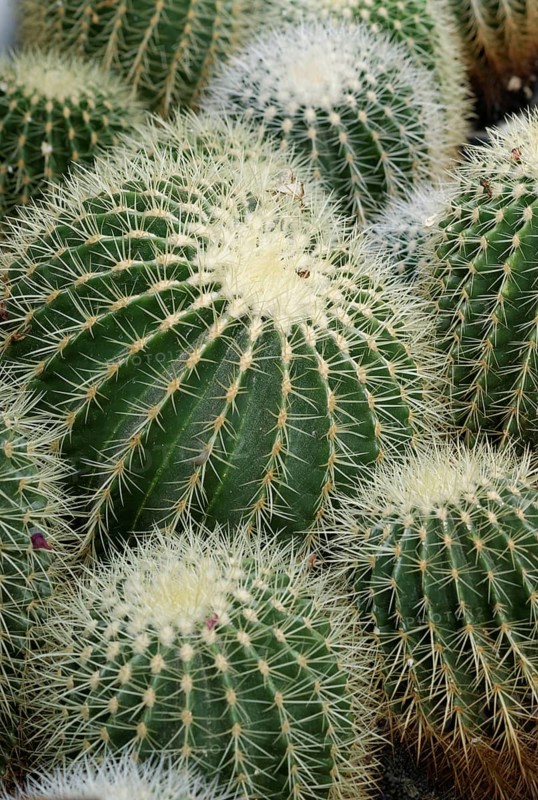 Golden Barrel Cactuses (Echinocactus grusonii)