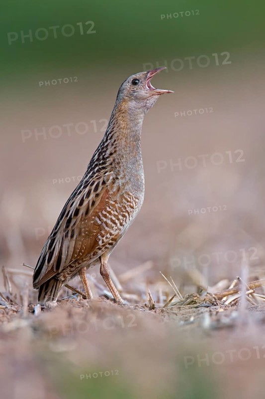 Corncrake (Crex crex)