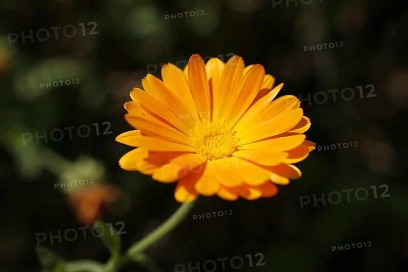 Marigold (Calendula sp.)