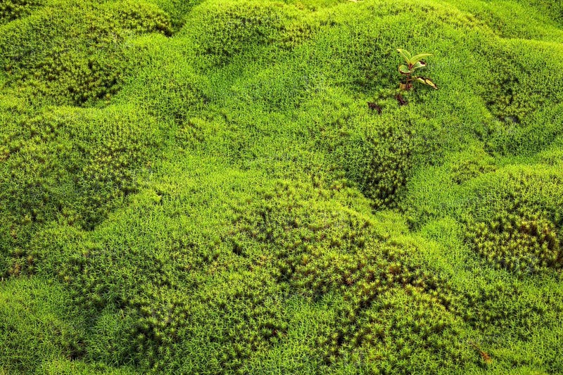 Star Moss (Polytrichum)