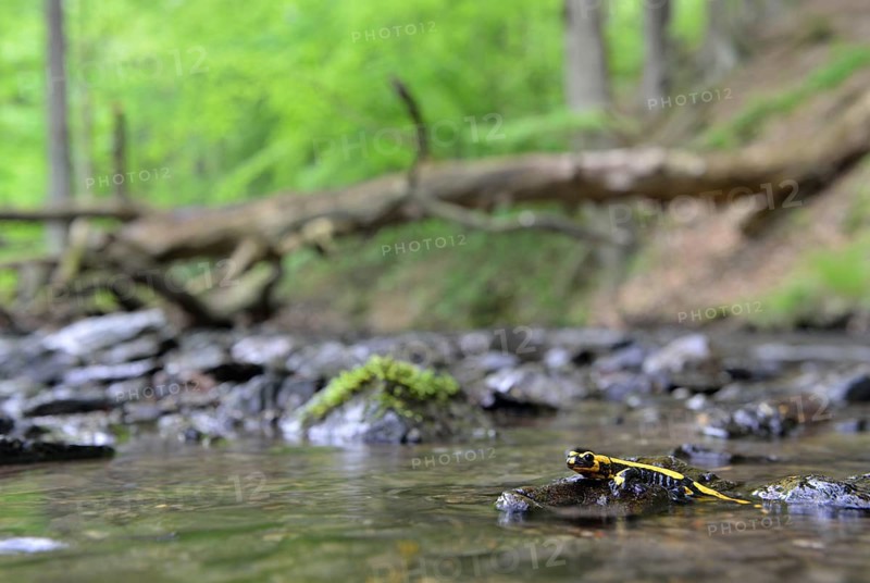 Barred Fire Salamander (Salamandra salamandra ssp. Terrestris) on a moss-covered stone in Stolberg