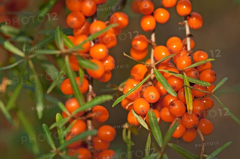 Fruits of the sea buckthorn (Hippophae rhamnoides) on the bush