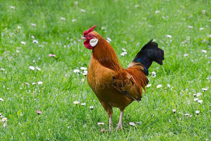Bantam chicken (Gallus gallus f. domestica)