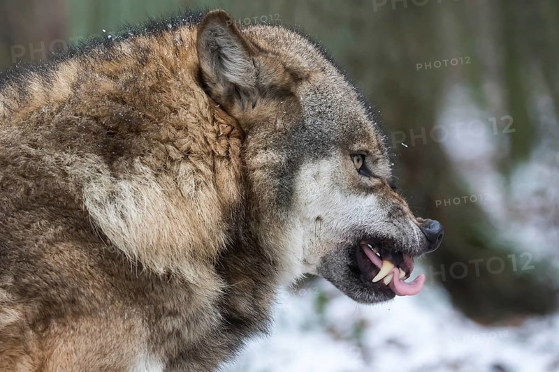 Wolf (Canis lupus)