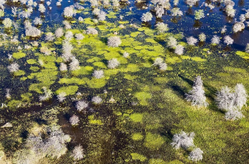 Dying Mopane trees (Colophospermum mopane) in a freshwater marsh