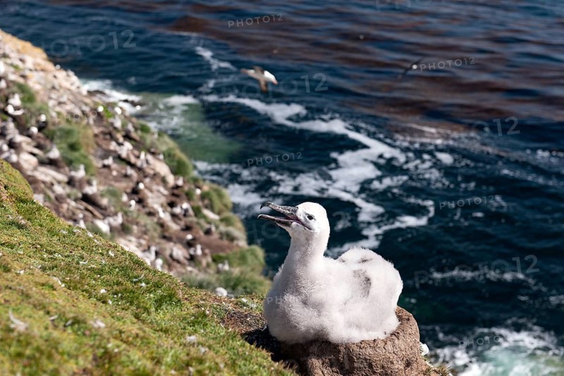 Black-browed Albatross (Thalassarche melanophris) chick on its nest