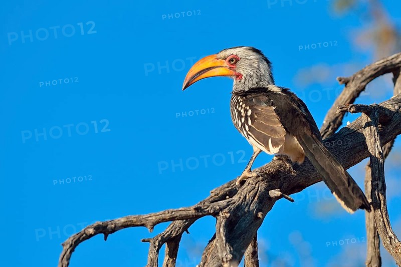 Southern Yellow-billed Hornbill (Tockus leucomelas)
