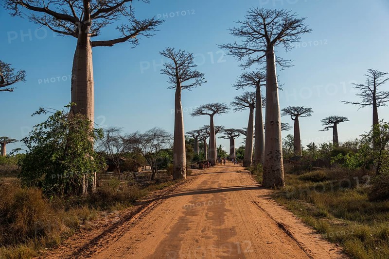 Avenue of the Baobabs or Baobab Alley
