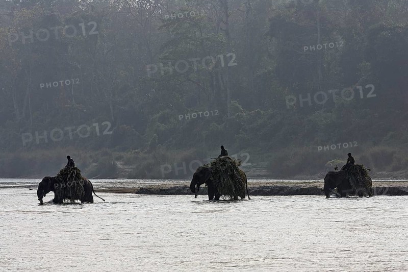 Mahouts crossing the East Rapti River with their elephants at Sauraha