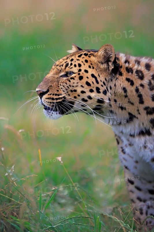 Amur Leopard (Panthera pardus orientalis)