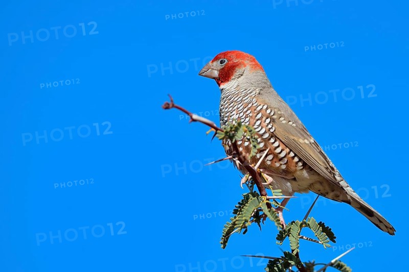 Red-headed Finch (Amadina erythrocephala)