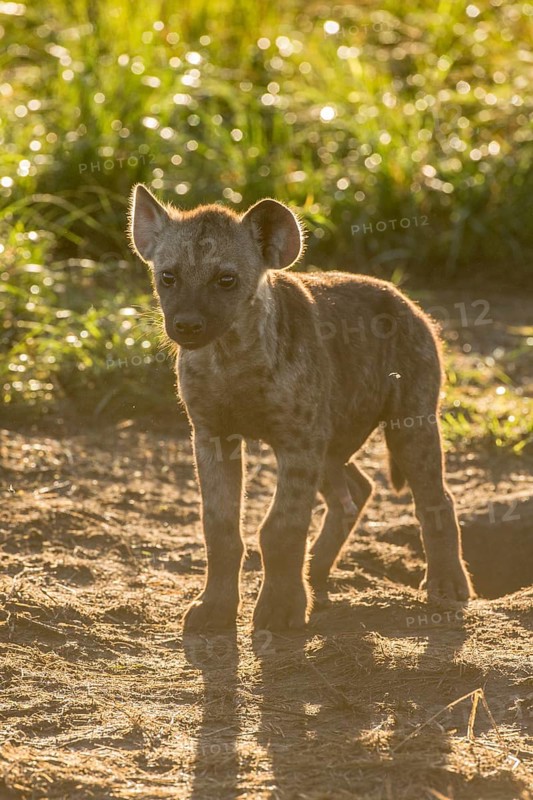Spotted Hyena (Crocuta crocuta)