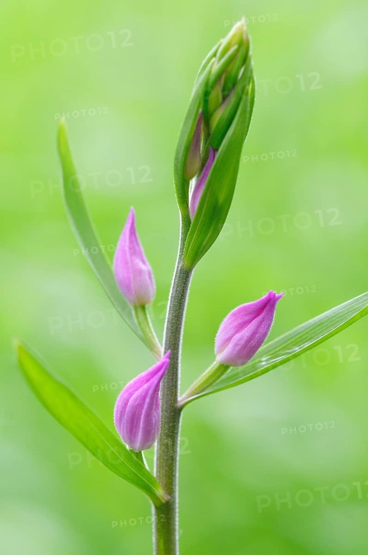 Red helleborine (Cephalanthera rubra)