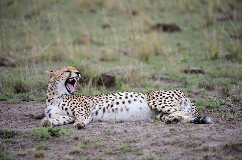 Cheetah (Acinonyx jubatus)