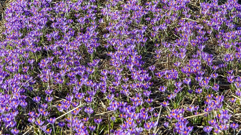 Mass cultivation of crocuses