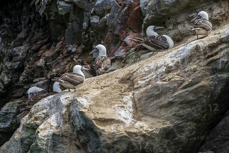 Peruvian booby (Sula variegata)