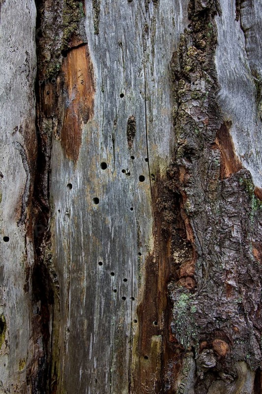 Dead wood with insect gnaw marks and holes in the wood