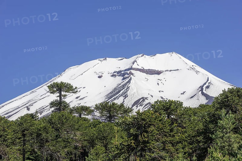 Monkey Puzzle Tree (Araucaria araucana) and Lonquimay volcano