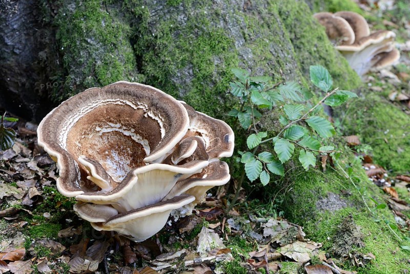Giant Polypore (Meripilus giganteus)
