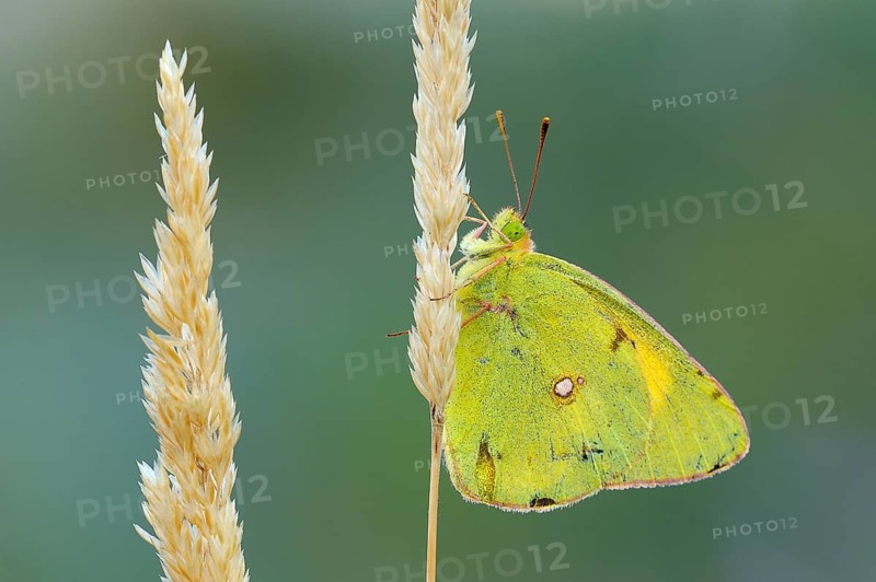 Pale Clouded Yellow (Colias hyale) on a grass seed head