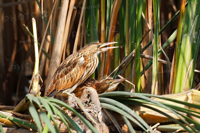 Little Bitterns (Ixobrychus minutus)