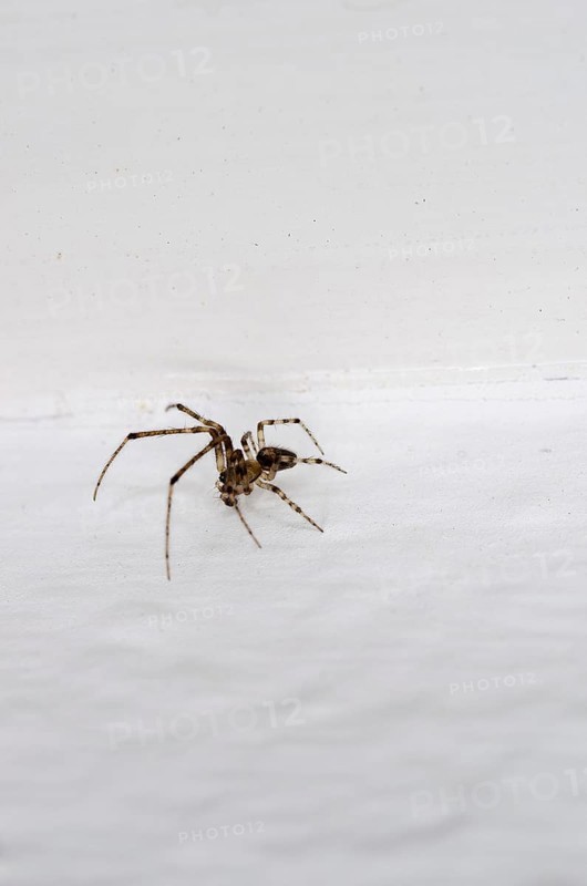 Cross spider (Araneus diadematus) crawling on wallpaper