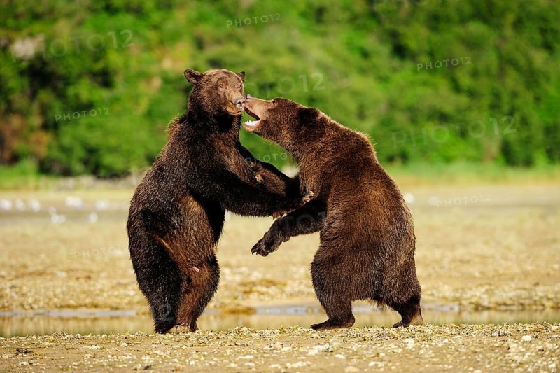 Two Brown Bears (Ursus arctos) play-fighting with each other
