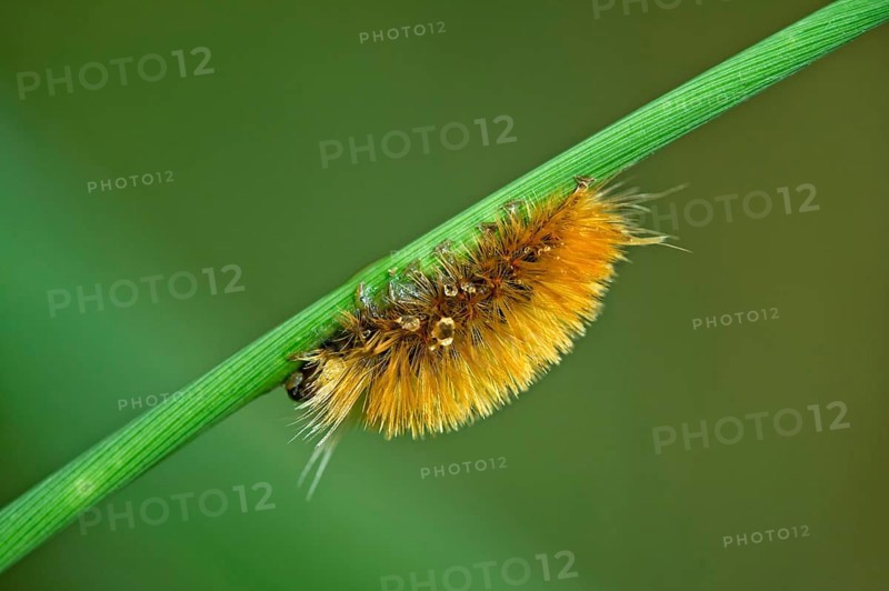 Hairy caterpillar of a moth (Erebidae)