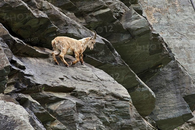 Alpine Ibex (Capra ibex)